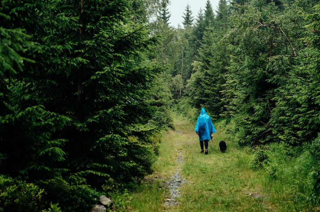 polish forest hiking trail